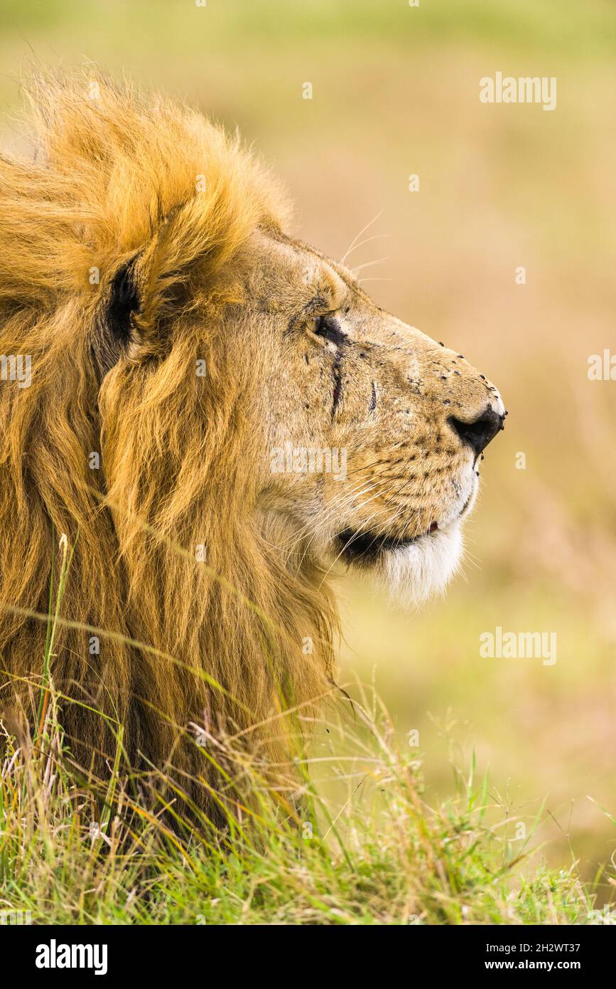 Male lion (panthera leo) resting in tall grass, Masai Mara, Kenya Stock Photo
