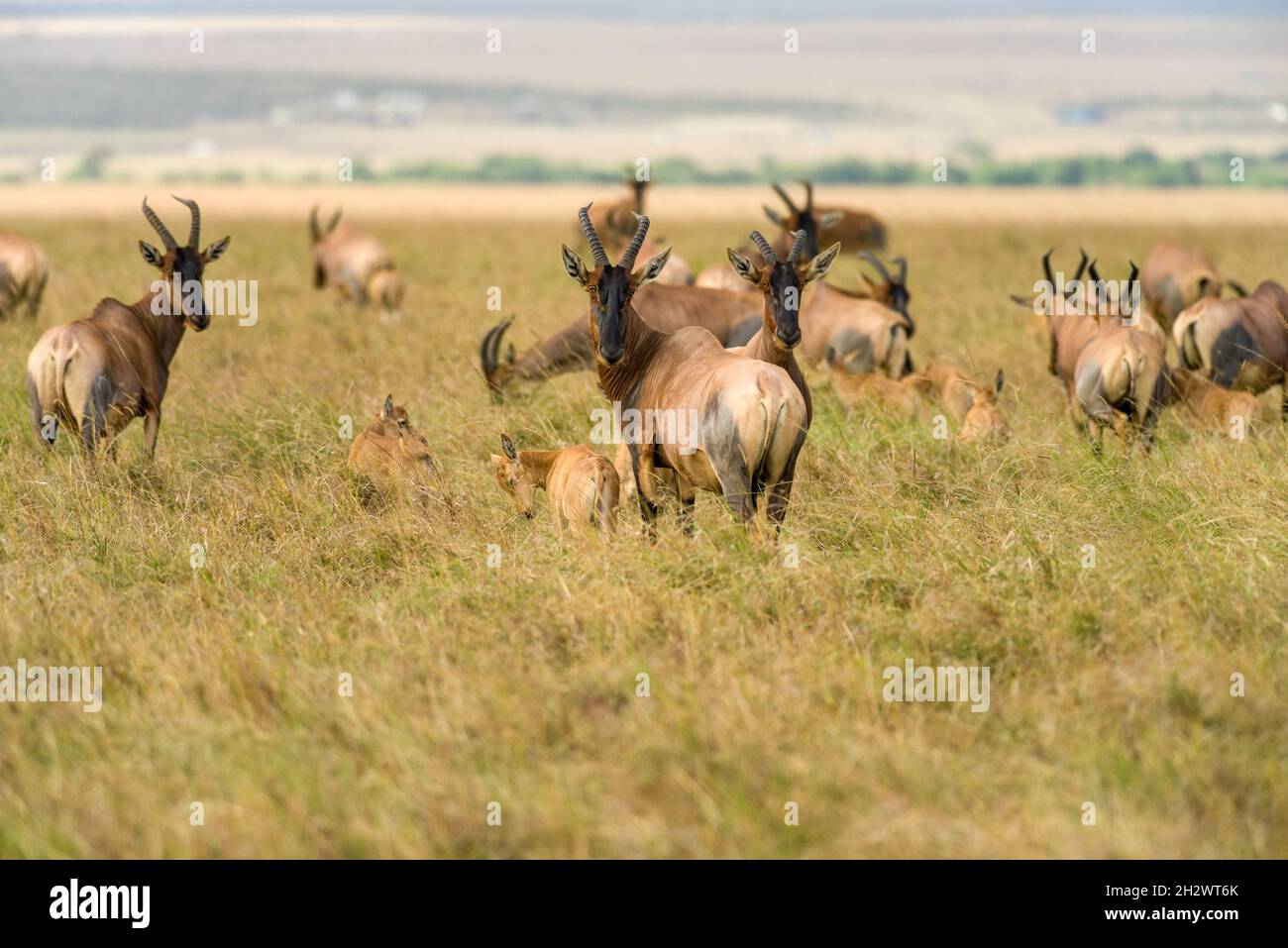 A herd of Topi (Damaliscus lunatus jimela) standing in short grass, Masai Mara, Kenya Stock Photo