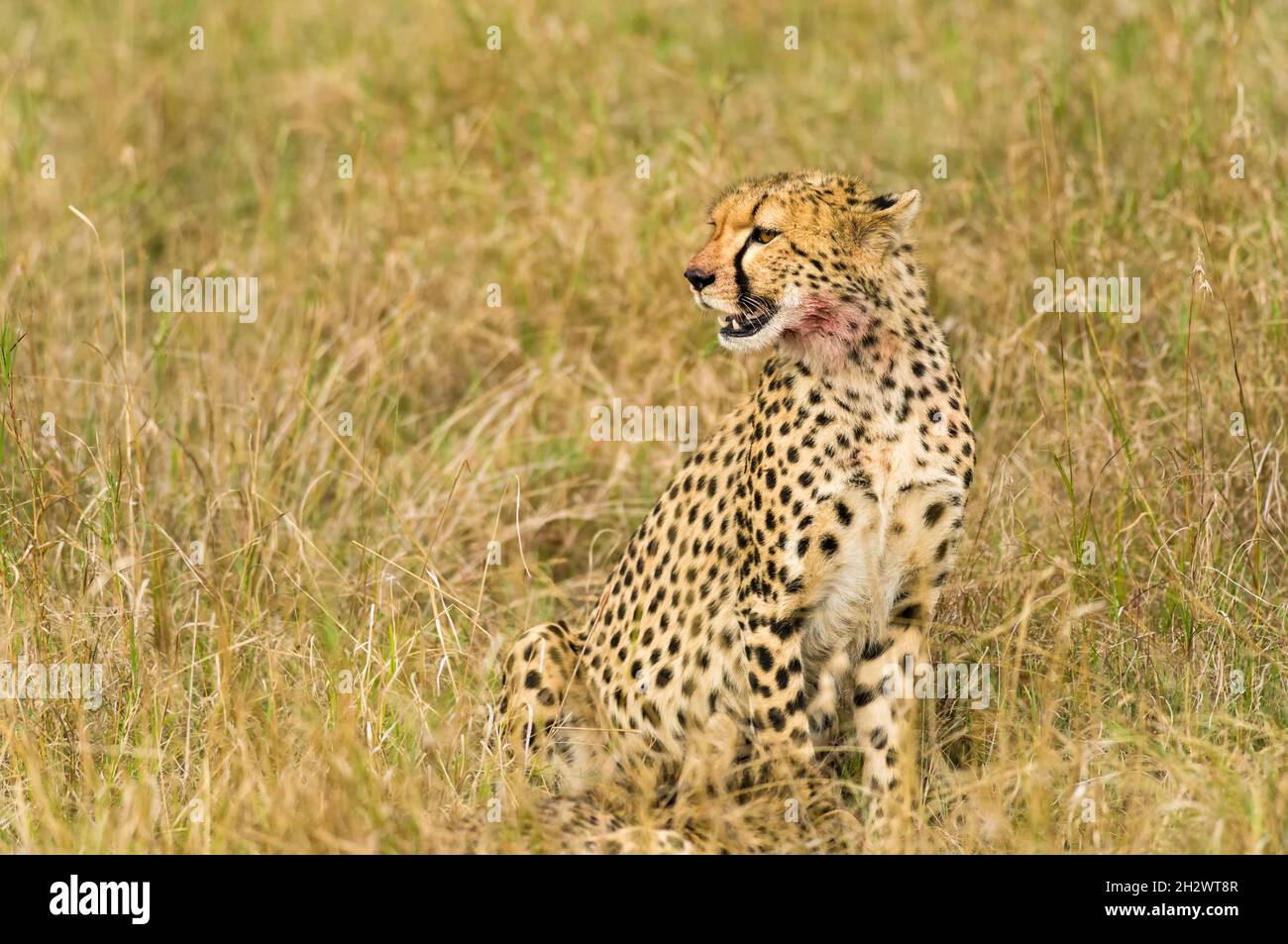 Cheetah (Acinonyx jubatus) resting in tall grass, Masai Mara, Kenya Stock Photo