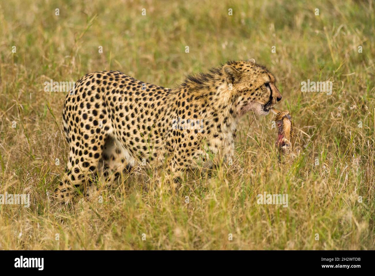 Cheetah (Acinonyx jubatus) with carcass in mouth, Masai Mara, Kenya Stock Photo
