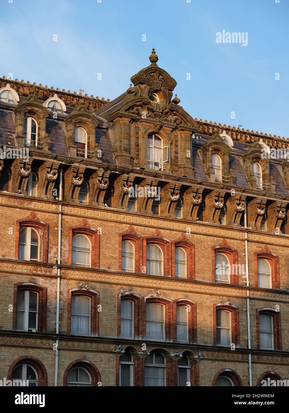 kittiwakes-nesting-on-the-grand-hotel-a-large-hotel-in-scarborough