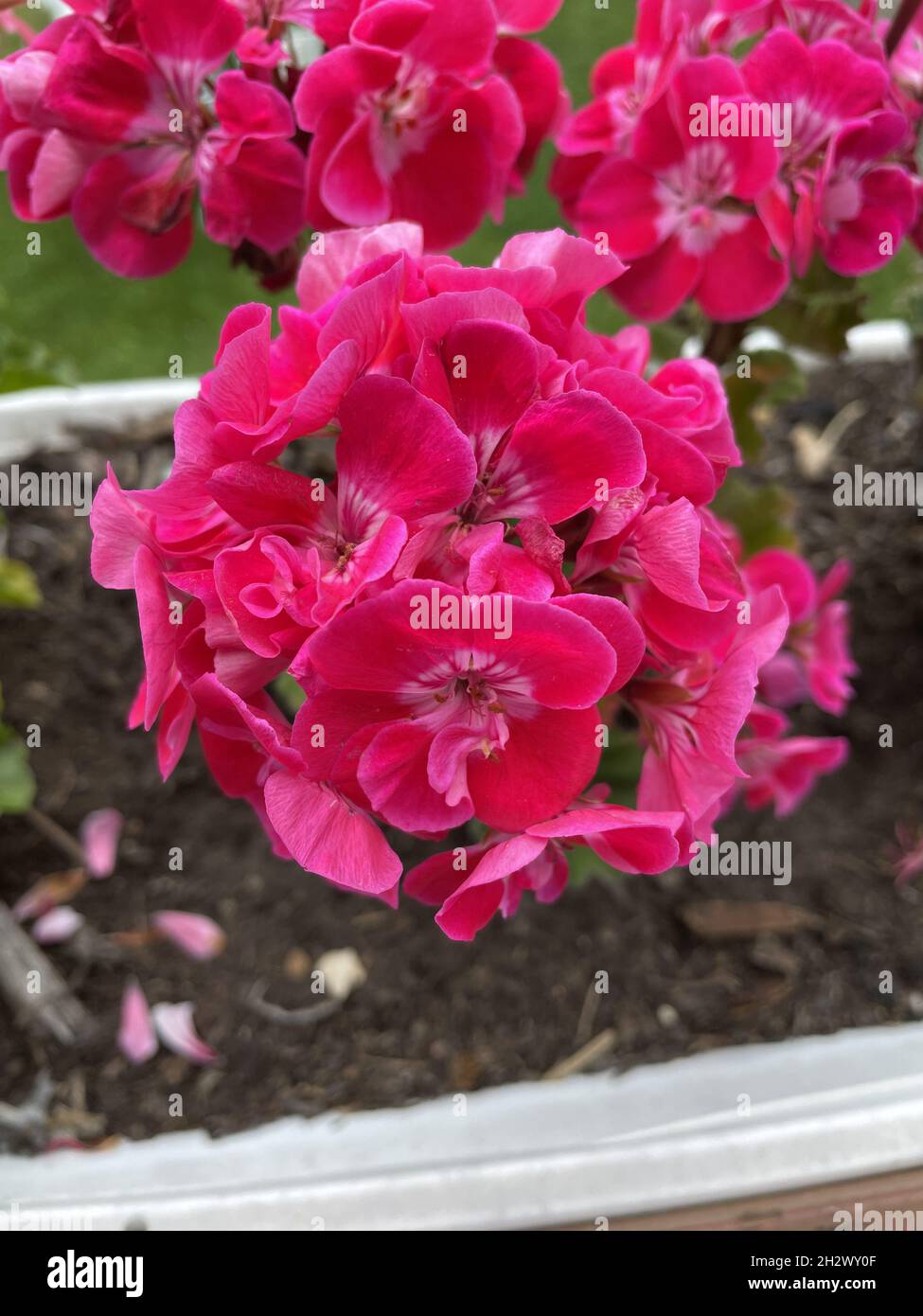 A vertical closeup shot of blooming pink hydrangea flowers Stock Photo ...