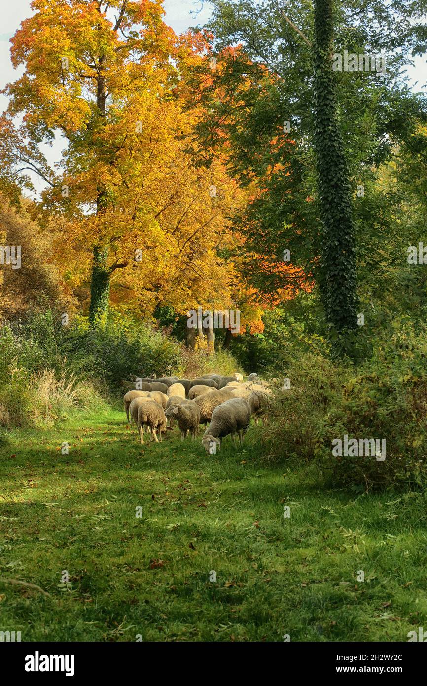 Autumn rural landscape high trees with red leaves and a flock of