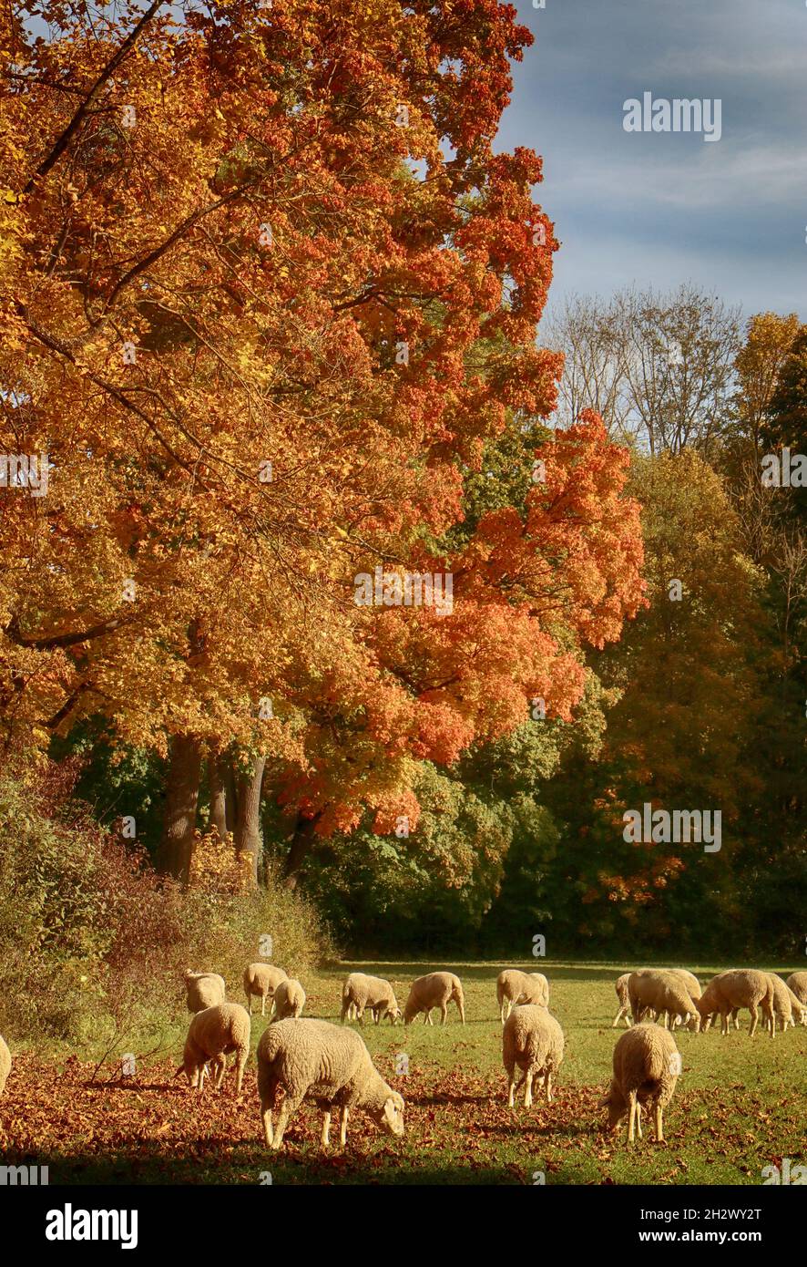 Autumn rural landscape : high trees with red leaves and a flock of ...