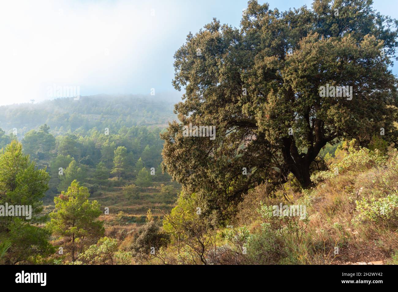A landscape of green trees growing on hills Stock Photo - Alamy