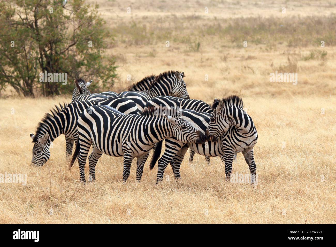 Group of Grant's Zebra (Equus quagga boehmi) on the Savannah. Ngorongoro Crater, Tanzania Stock Photo