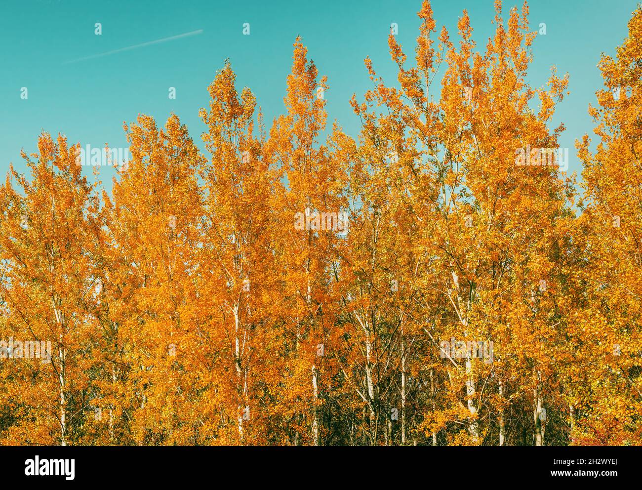 Fall season and beauty in nature, beautiful poplar forest landscape scenery in october, orange leaves on tall trees Stock Photo