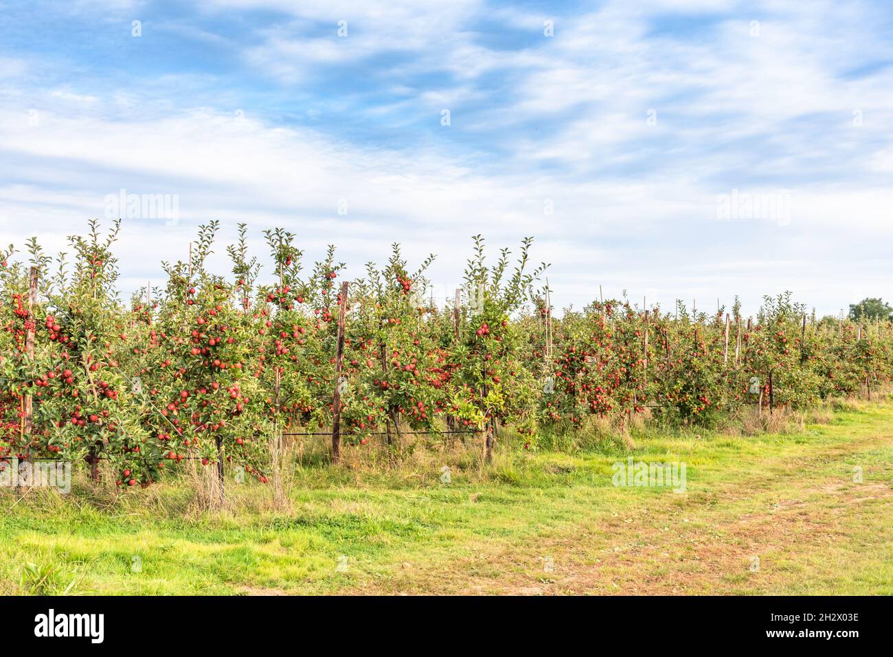 Fruit laden apple trees in an orchard Stock Photo Alamy
