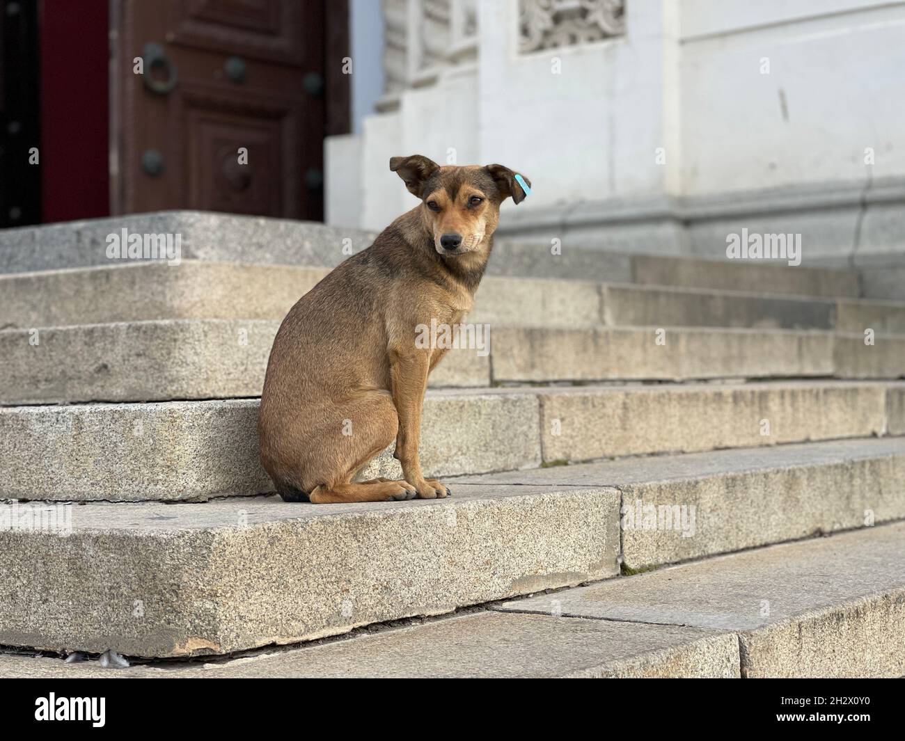 How To Help Dog Up Stairs