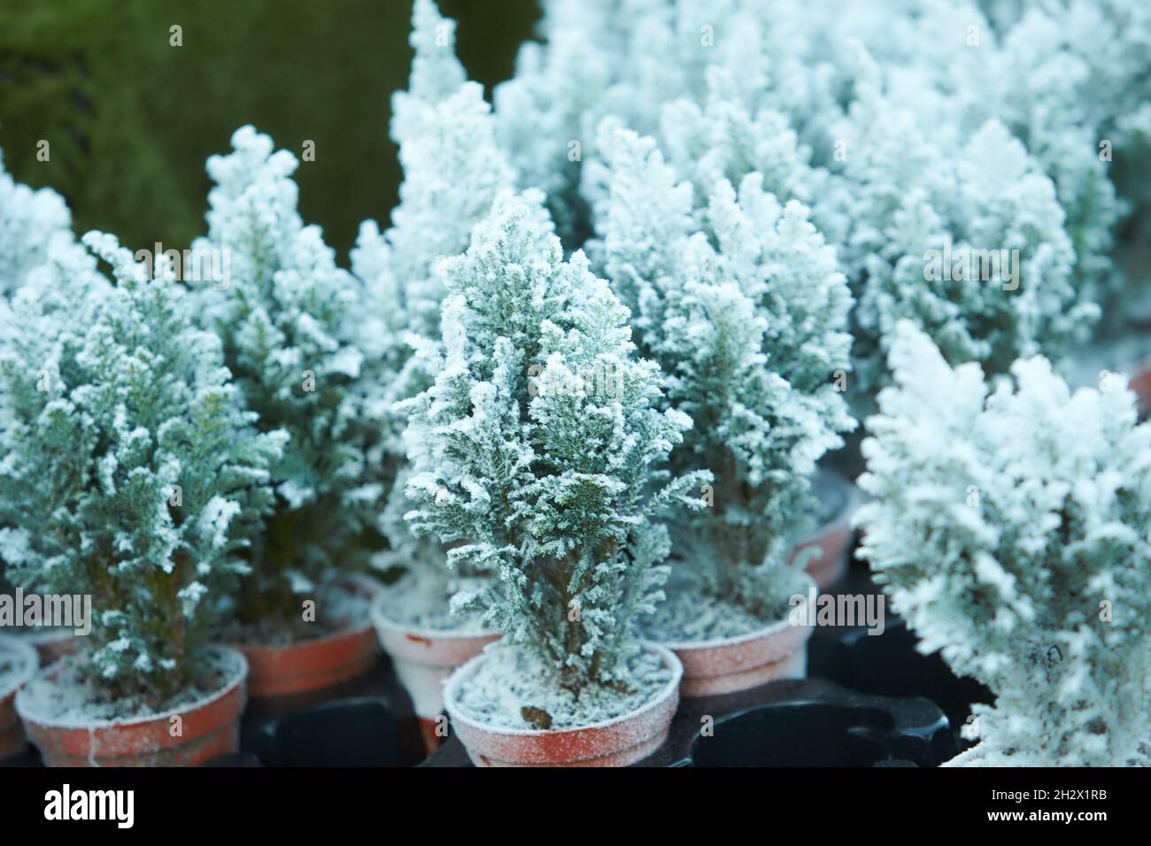 Chamaecyparis lawsoniana Ellwoodii cypress trees in small pots decorated with artificial snow on the shelve at garden shop in December. Horizontal. Se Stock Photo
