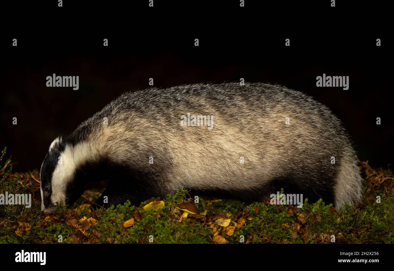 Close up of a wild, European Badger, Scientific name: Meles Meles. foraging at nightime in natural woodland habitat with Boletus mushrooms, leaves and Stock Photo