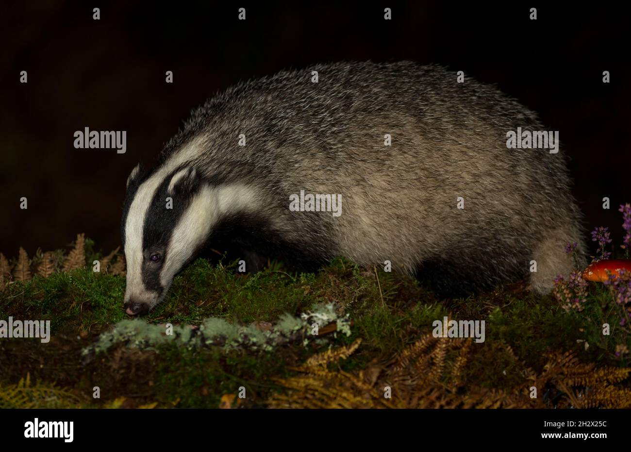 Badger, Scientific name: Meles Meles.  Wild, Eurasian badger foraging in Autumn at night with golden bracken fronds, purple heather and Fly Agaric mus Stock Photo