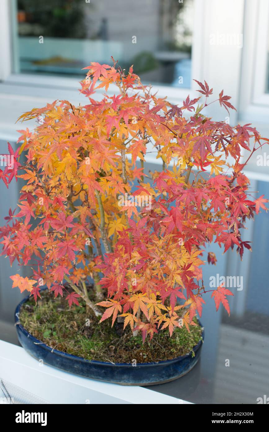 Japanese maple acer palmatum bonsai hi-res stock photography and images -  Alamy