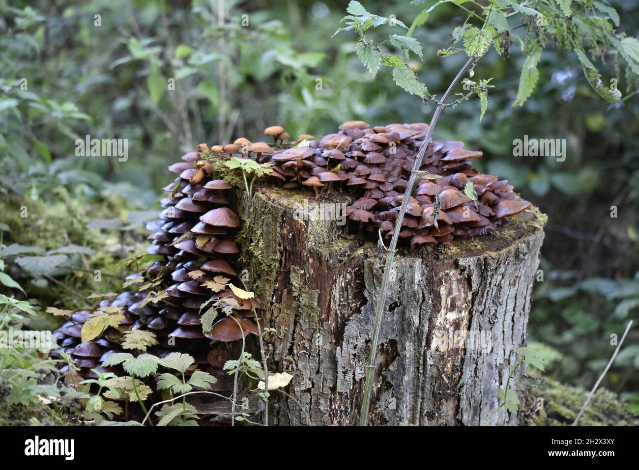 Cascade of Brown Cluster Mushrooms and Bracket Fungus Covering Top and Left Side of a Decaying Tree Stump in October in Wales, UK Stock Photo