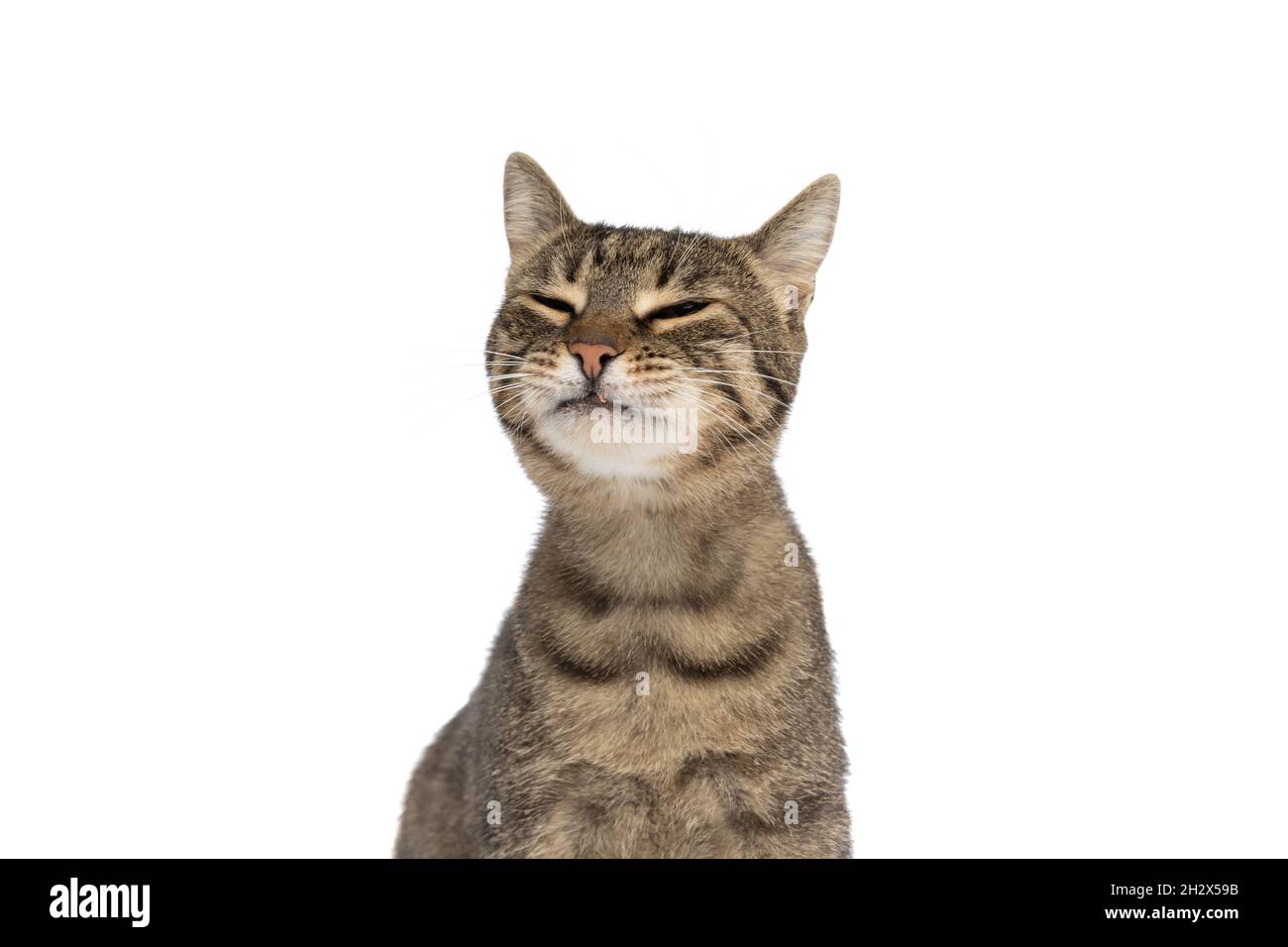 sweet metis cat feeling bored and grumpy and sitting against white