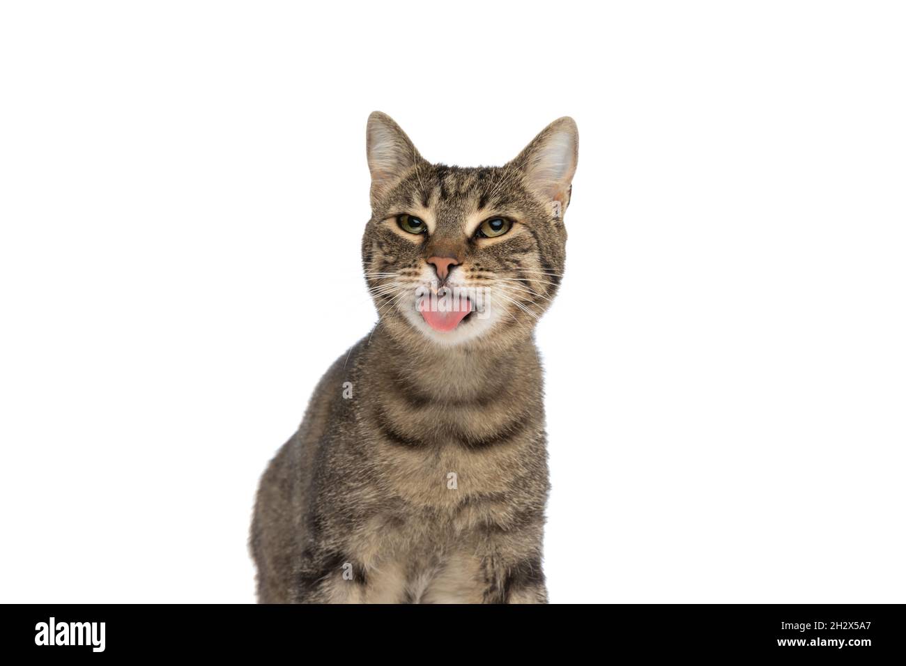 cute metis cat mocking someone and sticking her tongue out at the ...