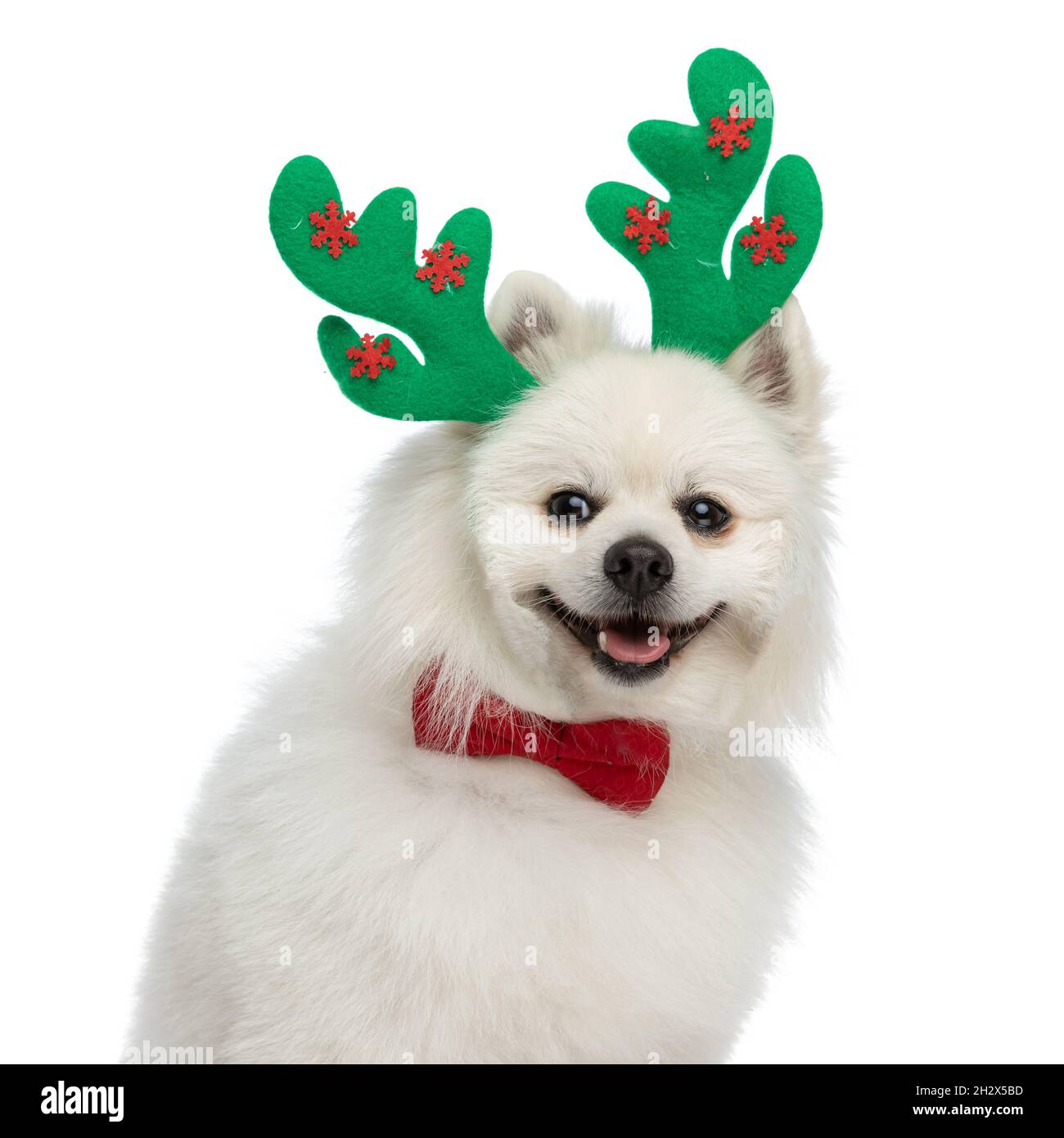 happy pomeranian dog looking away, panting and wearing reindeer horns with bowtie Stock Photo