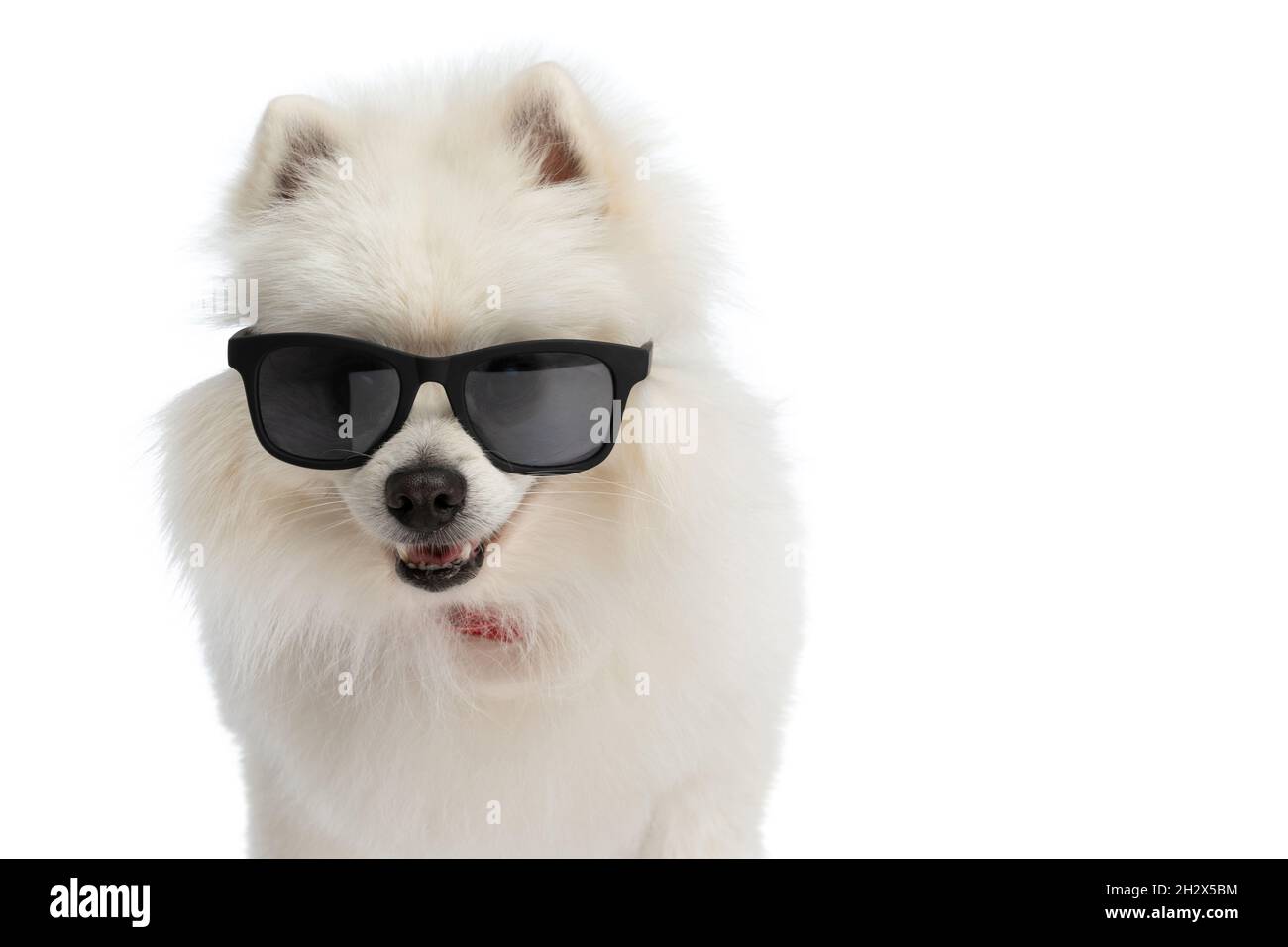 cool dog wearing sunglasses