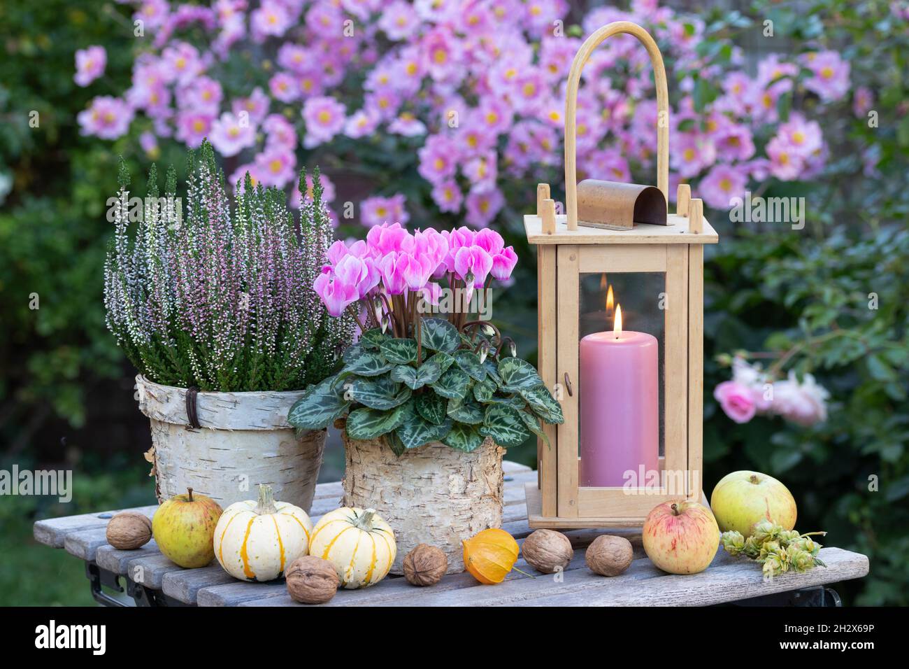 decoration with pink cyclamen, heather flower and lantern in autumn garden Stock Photo