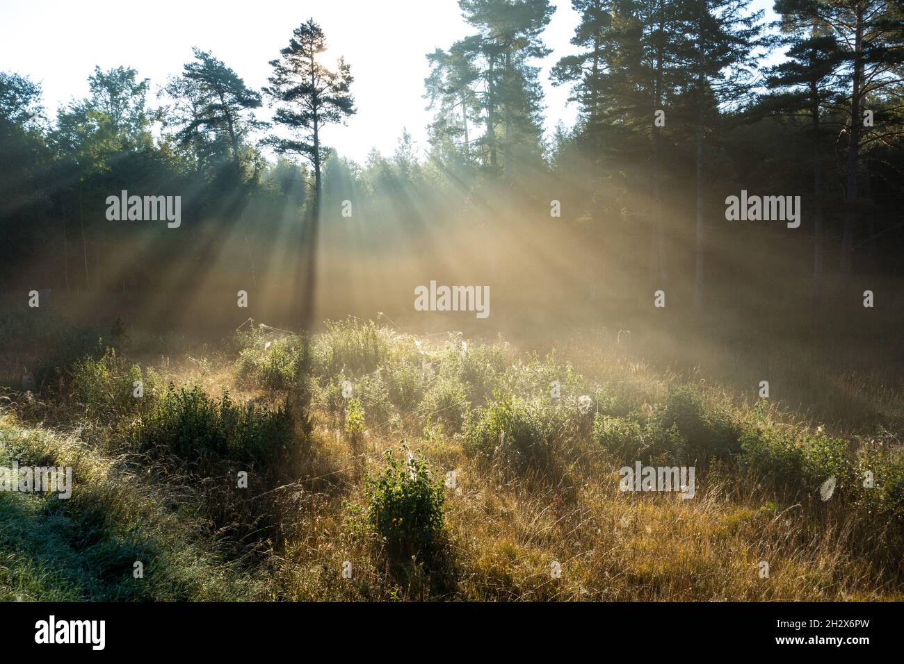 Moor Landscape (Naturschutzgebiet) near Ammersee, Bavaria, Germany Stock Photo
