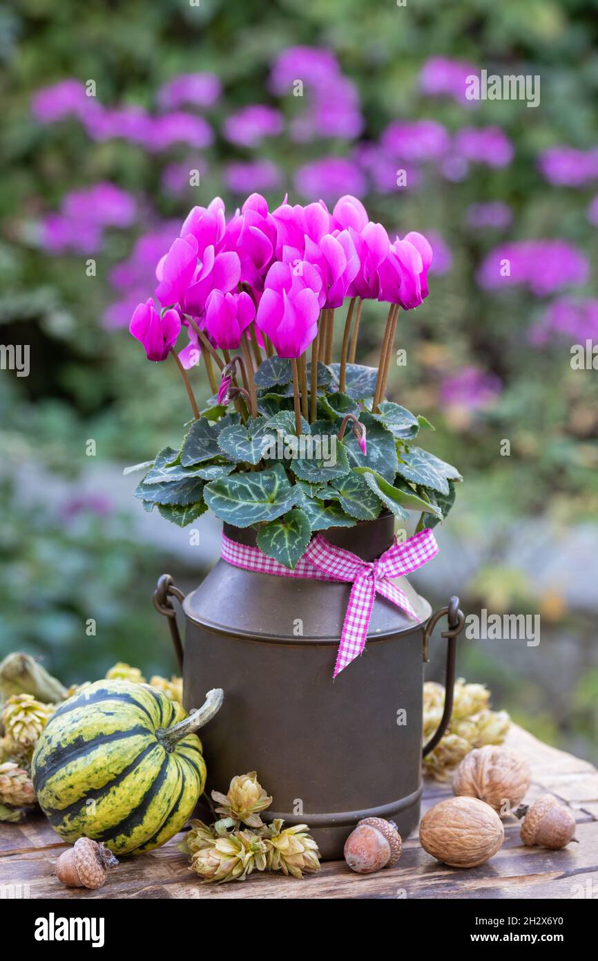 floral decoration with pink cyclamen flower in vintage milk can Stock Photo