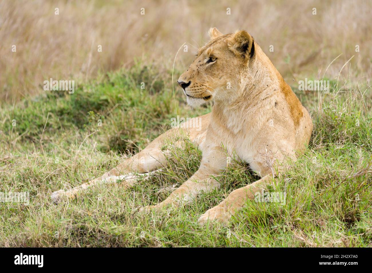 Female lion (panthera leo) resting in tall grass, Masai Mara, Kenya Stock Photo