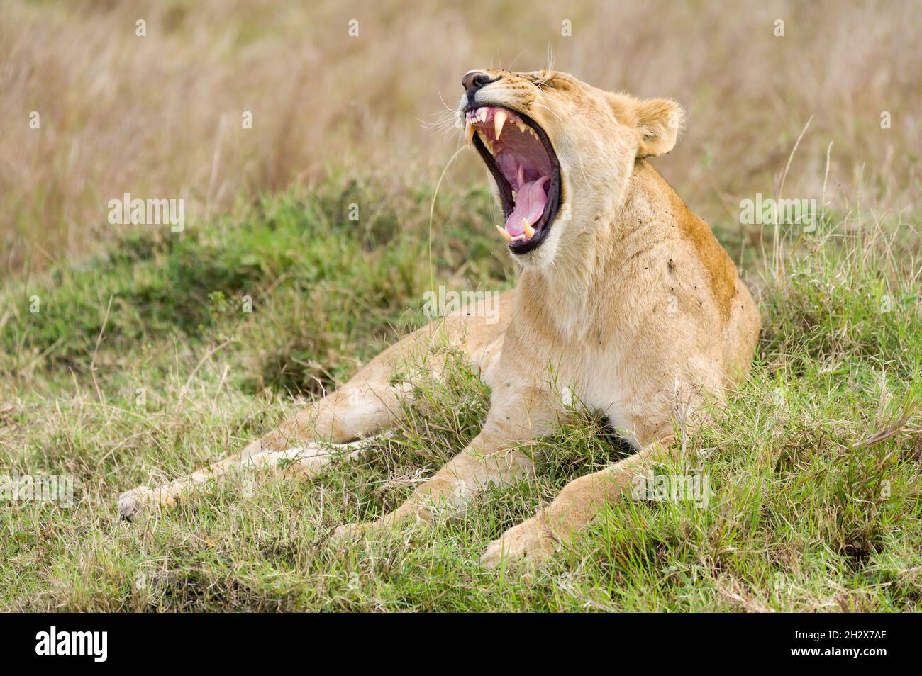 Female lion (panthera leo) yawning in tall grass, Masai Mara, Kenya Stock Photo