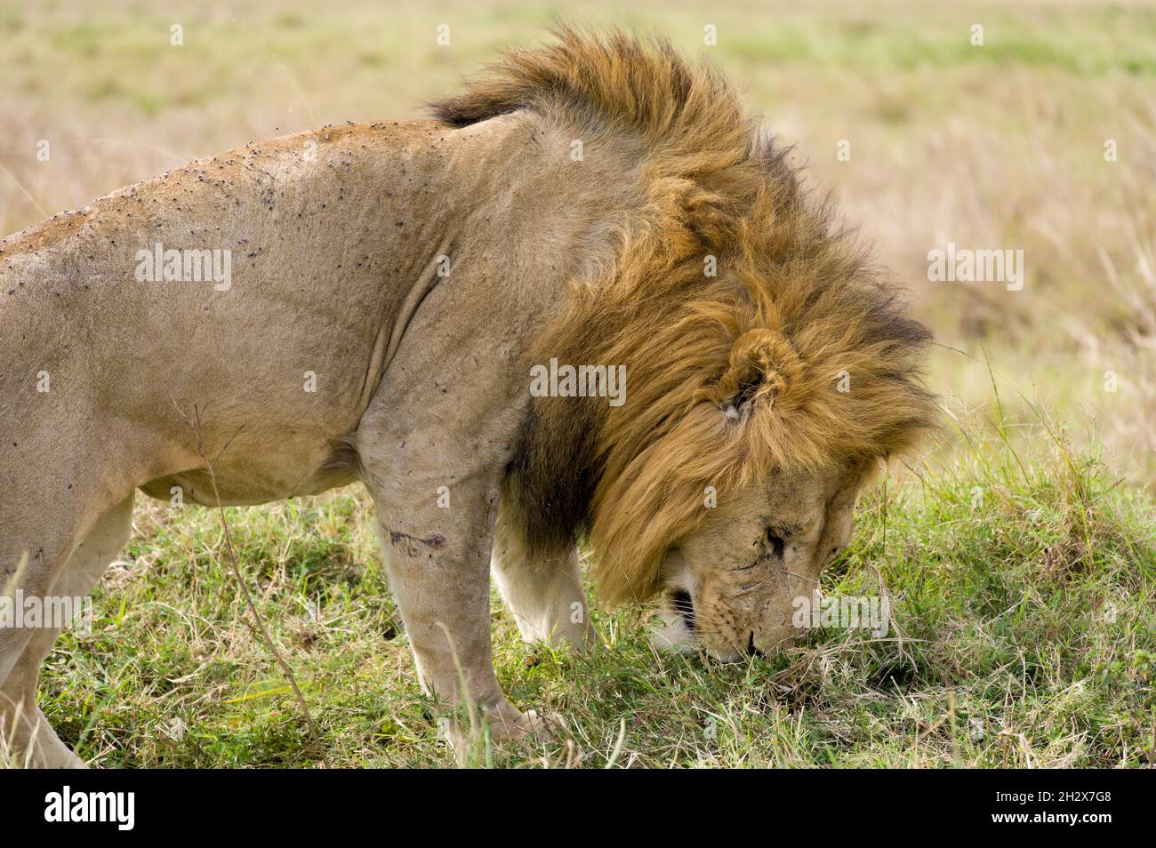 Male lion (panthera leo) smelling ground for scent of mate, Masai Mara, Kenya Stock Photo