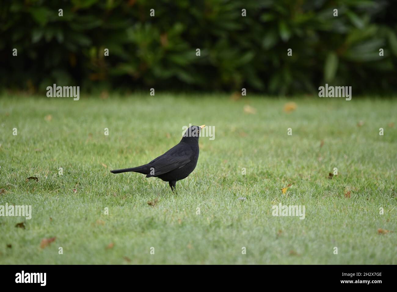 Right-Profile Image of a Male Common Blackbird (Turdus merula) Standing on Grass Looking Skywards in Wales, UK in October Stock Photo