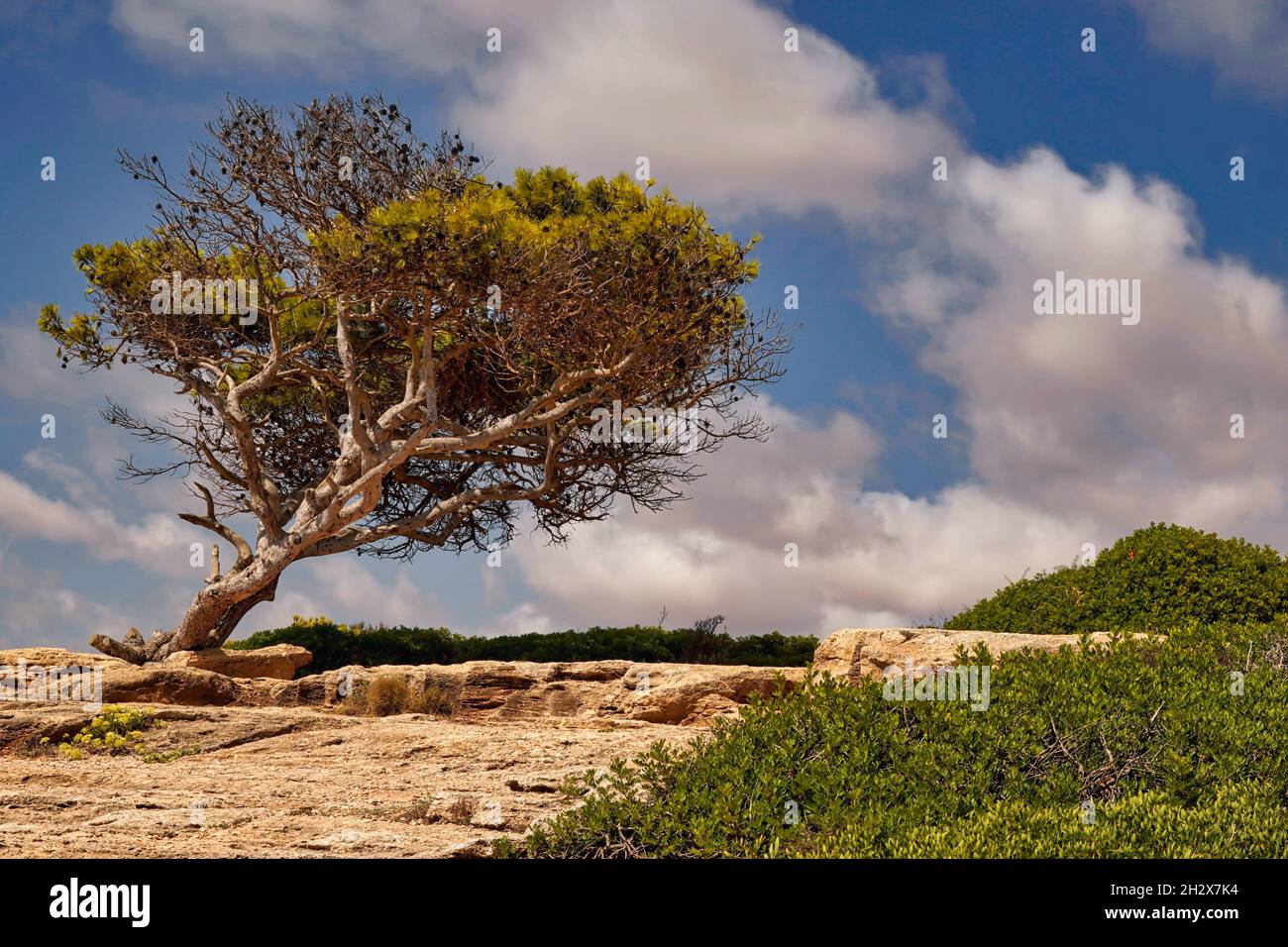 Mallorca Spanien Baum Pinienbaum Bilder Stock Photo
