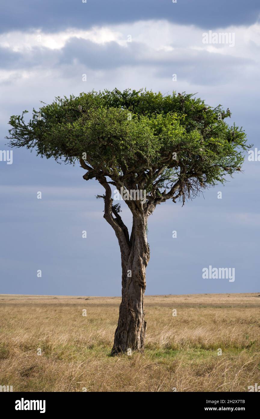 Savanna tree hires stock photography and images Alamy