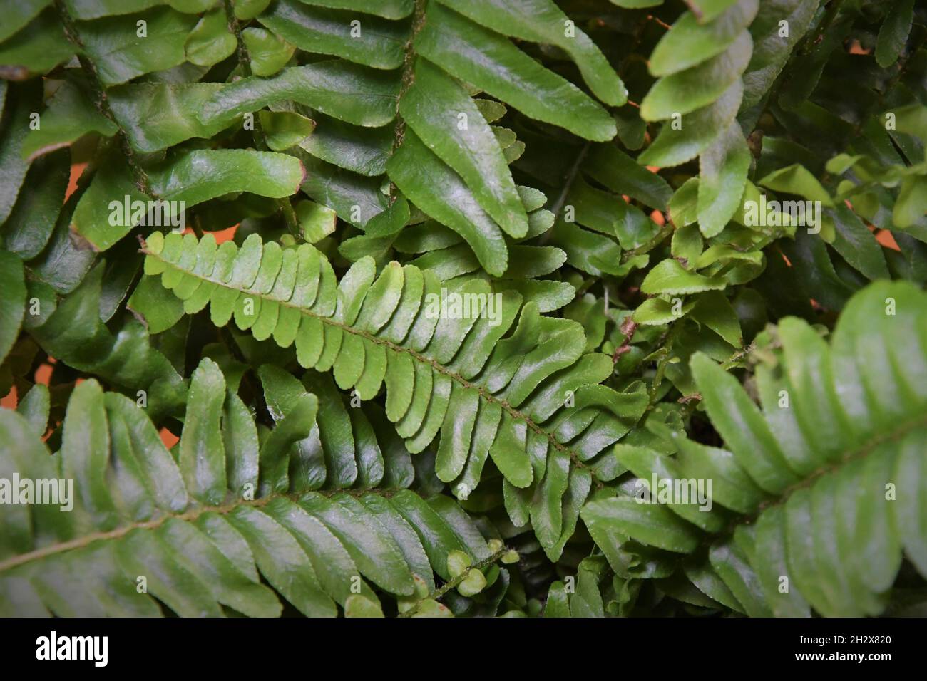 Close up of Nephrolepis exaltata houseplant, commonly known as a Boston fern. The image shows detail of the fern leaves or fronds, which are green. Stock Photo