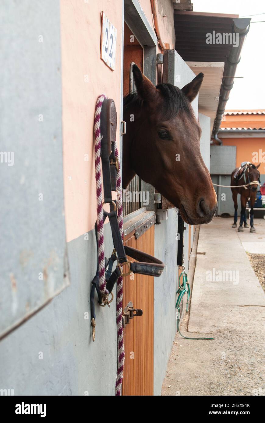 horse in his stable in a riding hall waiting before trotting Stock Photo