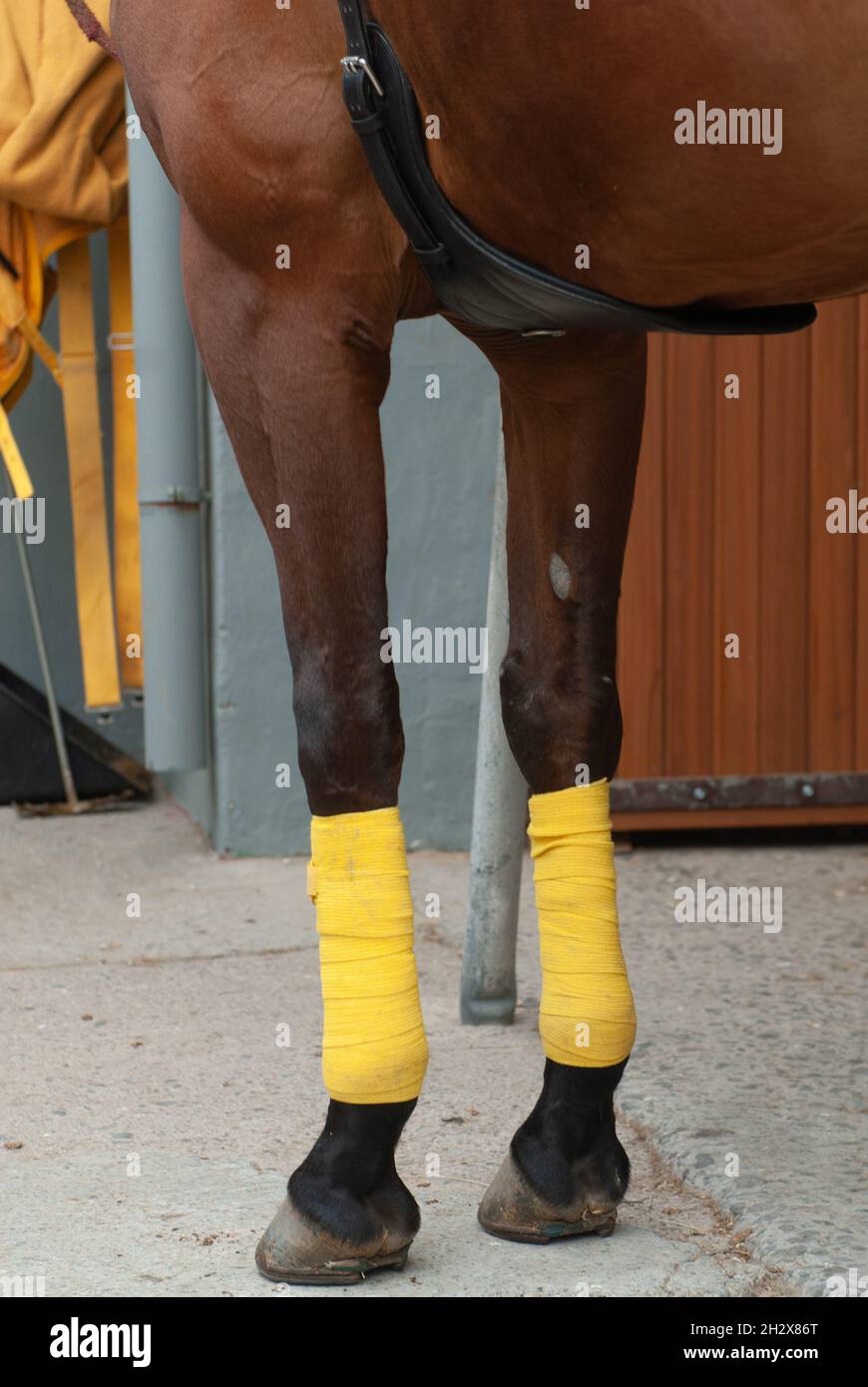 horse with its legs bandaged with yellow bandages in the stable Stock
