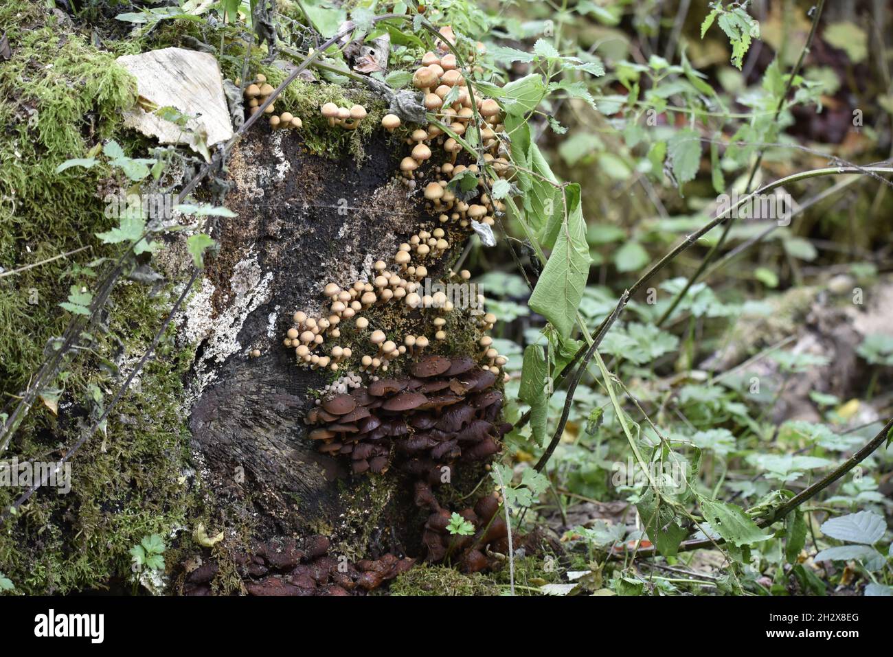 Clusters of Dark Brown Bracket Fungus on Decaying Tree Stump in Woodland in Mid-Wales, UK, in October Stock Photo