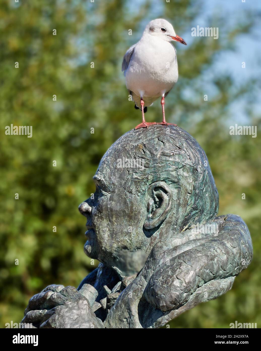 Sir Peter Scott would perhaps not mind his bronze sculpture at Slimbridge Wildlife and Wetlands Centre being used as a perch for a Black-headed Gull Stock Photo