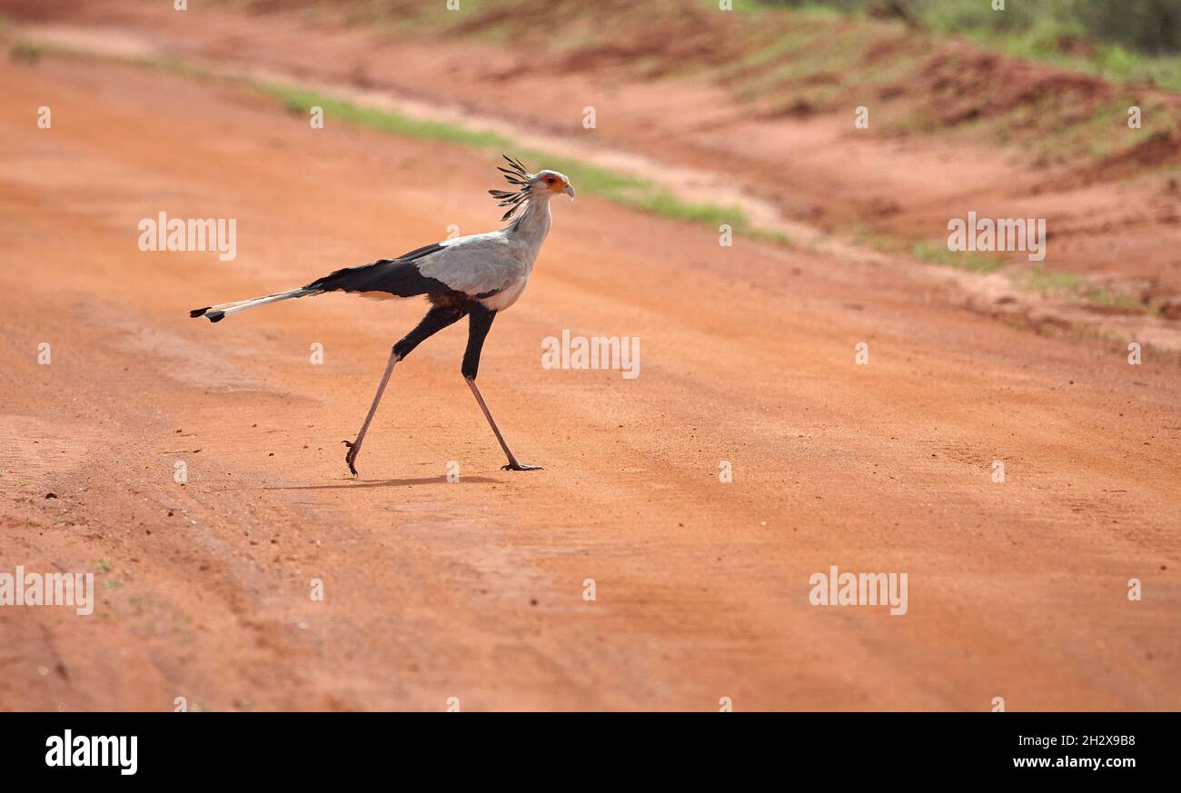 Secretary Bird Sagittarius serpentarius crossing a dirt track in Tsavo national Park in Southern Kenya Stock Photo