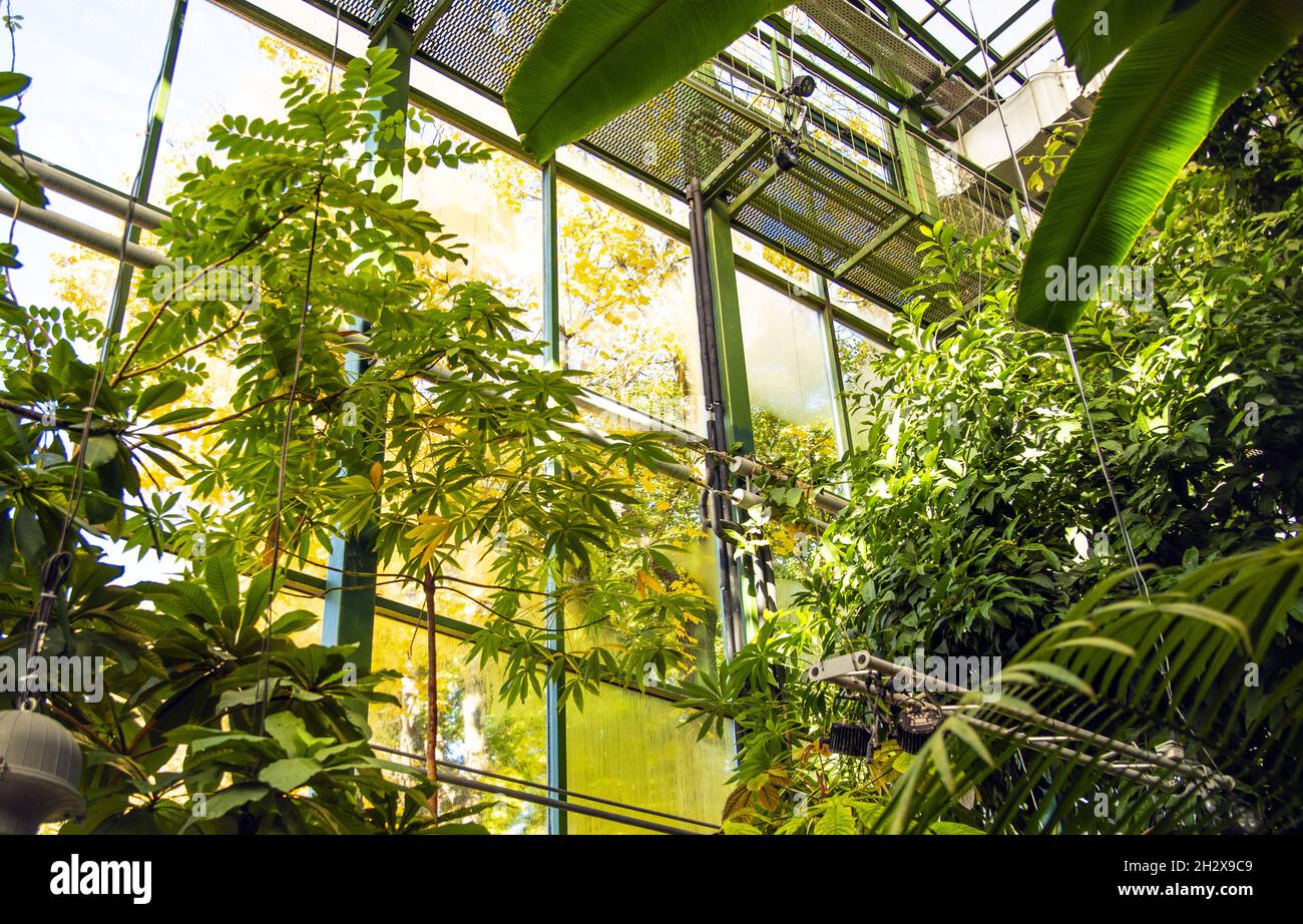 Various tropical plants in a glass greenhouse. Beautiful sunlight ...