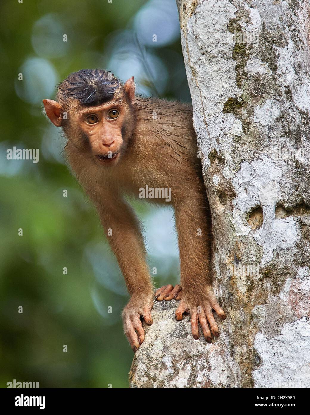Pig-tailed Macaque Macaca nemestrina peering from behind a tree on the Kinabatangan river in Sabah Borneo Stock Photo