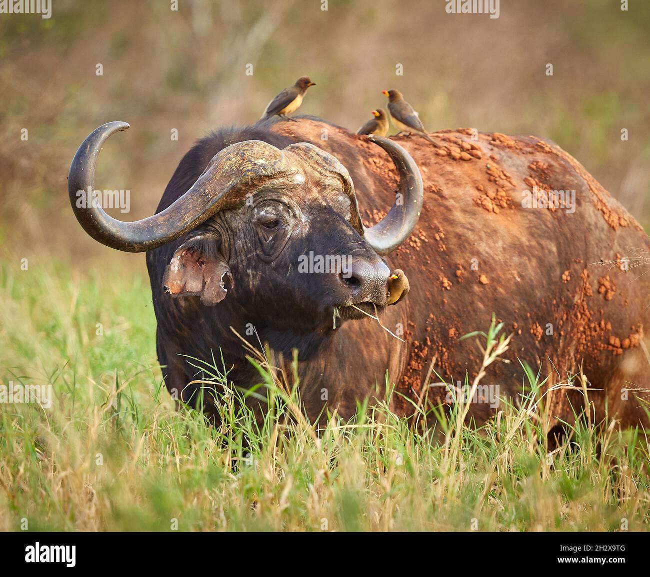Battered old bull Buffalo B. cincerus with attendant cleaning squad of Oxpecker birds one removing ticks from his nose - Tsavo East Kenya Stock Photo