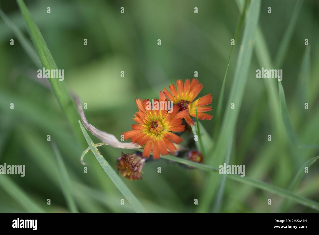 Two Wild Small Orange Daisies Among Green Stems in Mid-Wales, UK, in October Stock Photo