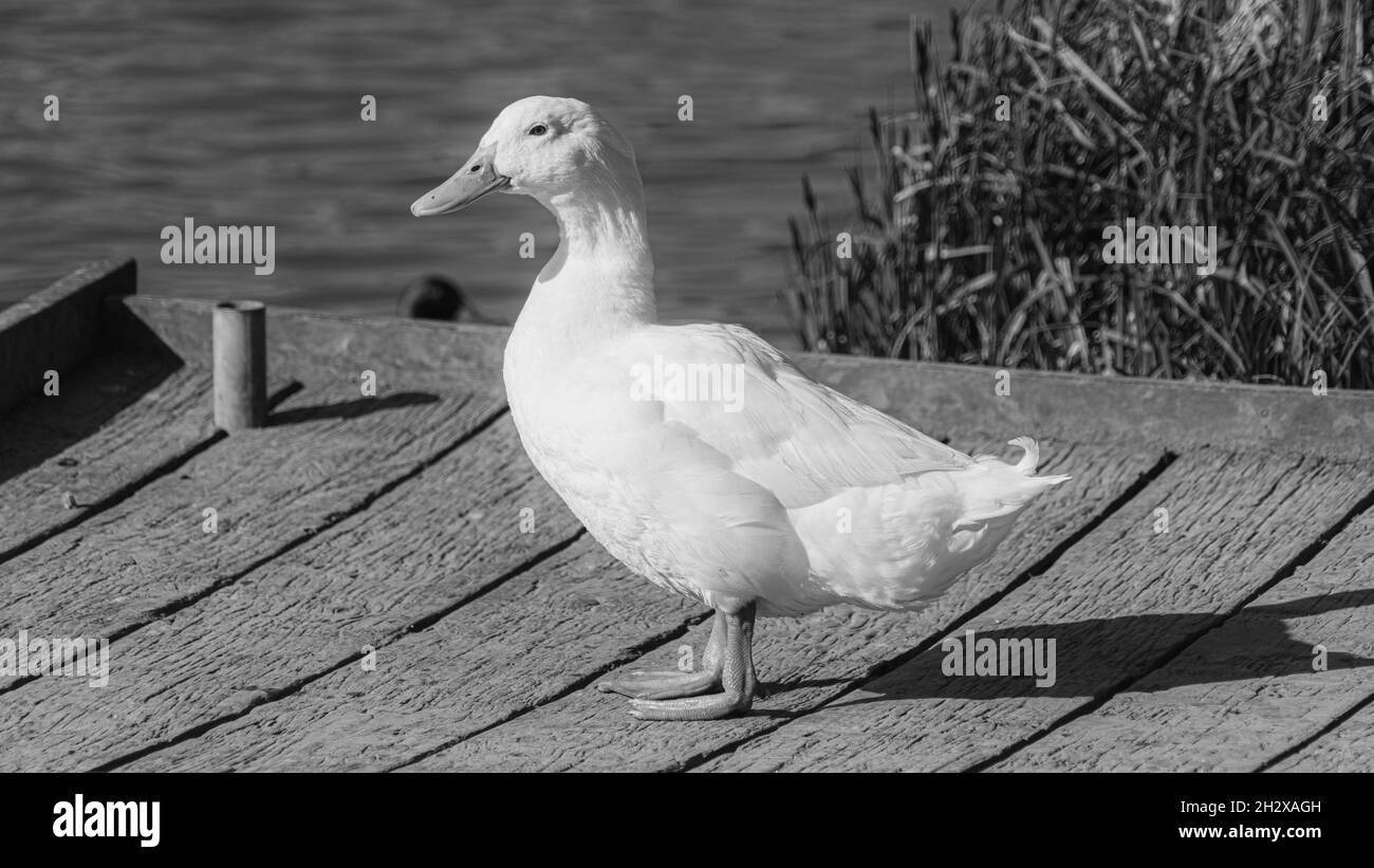Single White Domesticated Aylesbury Pekin Peking Duck out of the water low level view showing white plumage and orange webbed feet on jetty Stock Photo