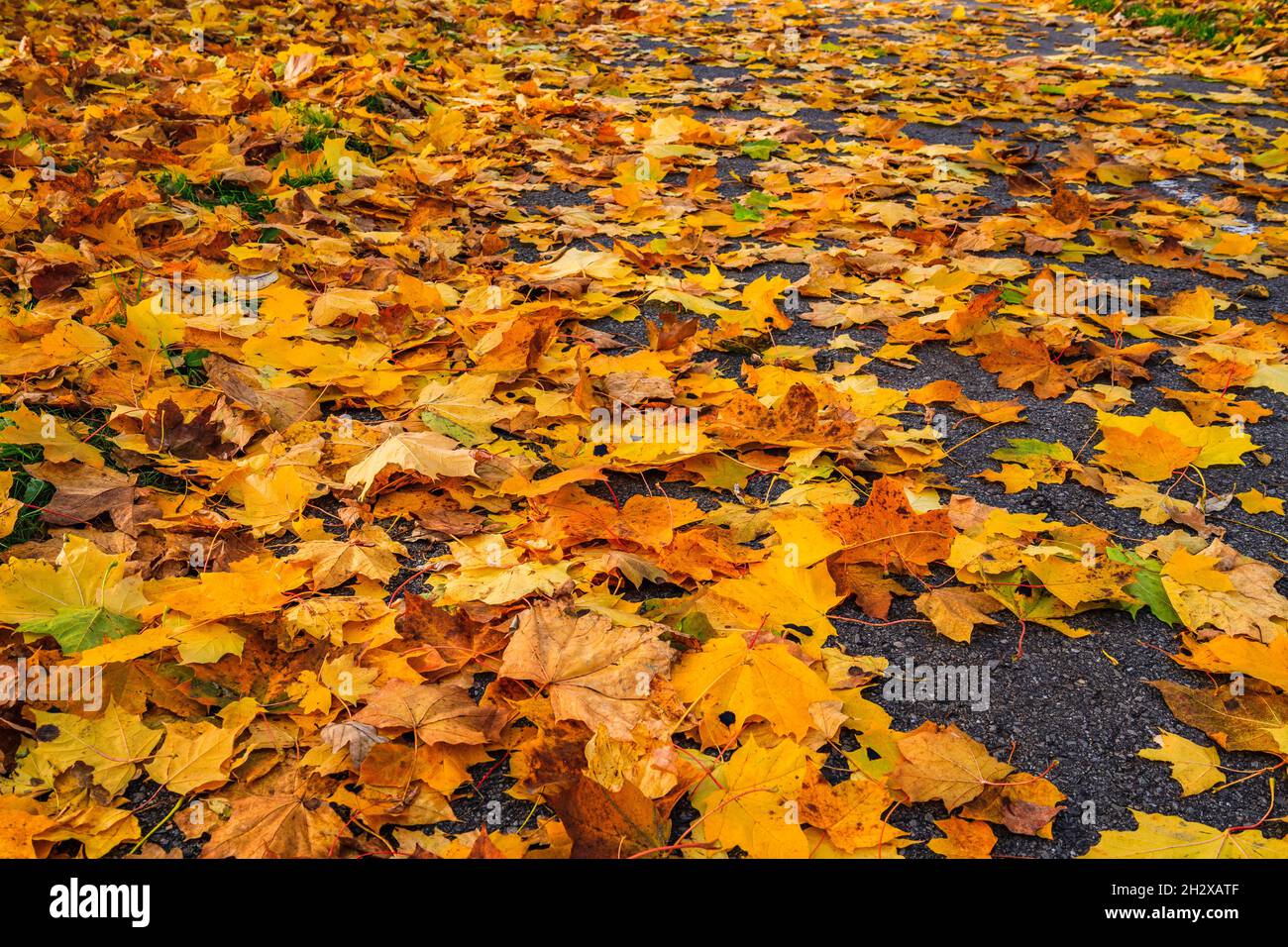 Autumn Background with Colored Fallen Leaves Stock Photo