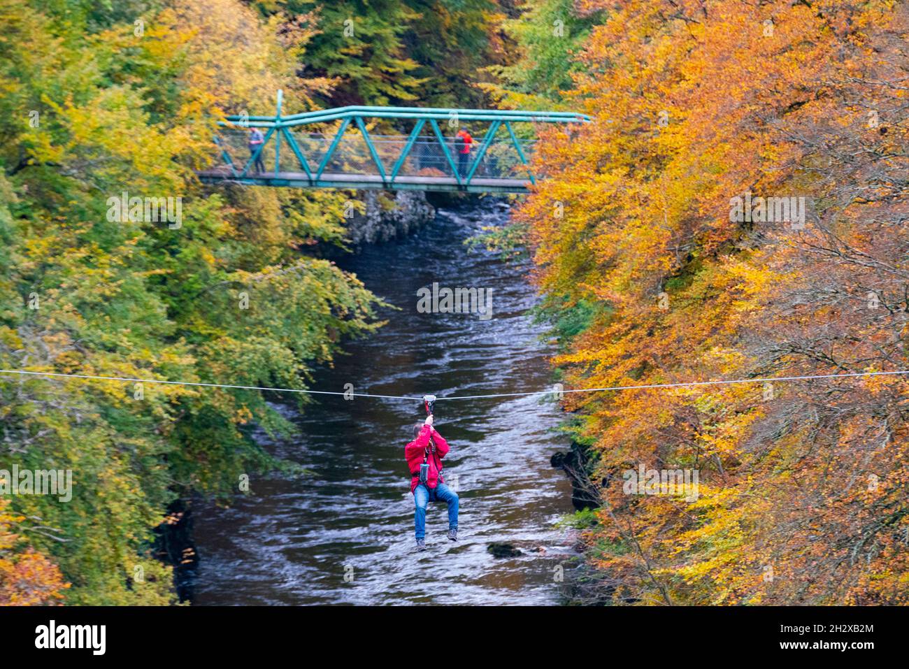 Pitlochry, Scotland, UK. 24th October 2021. A man on a zip-line crosses the River Garry near Killiecrankie surrounded by vibrant autumnal colours in the forest.   Iain Masterton/Alamy Live News. Stock Photo