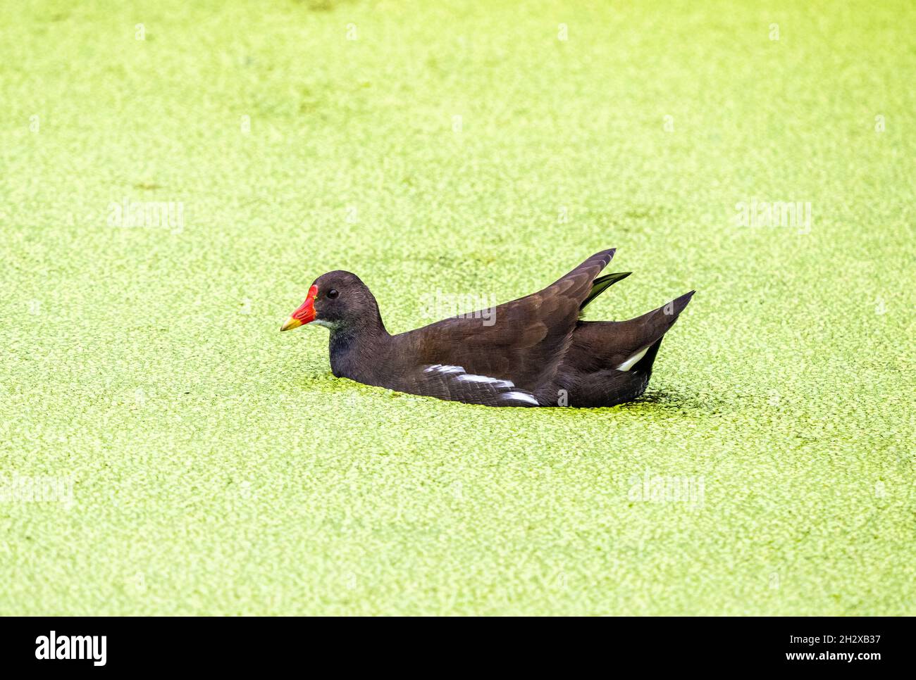 Moorhen Gallinula chloropus swimming through a pond covered with duckweed  - Somerset UK Stock Photo