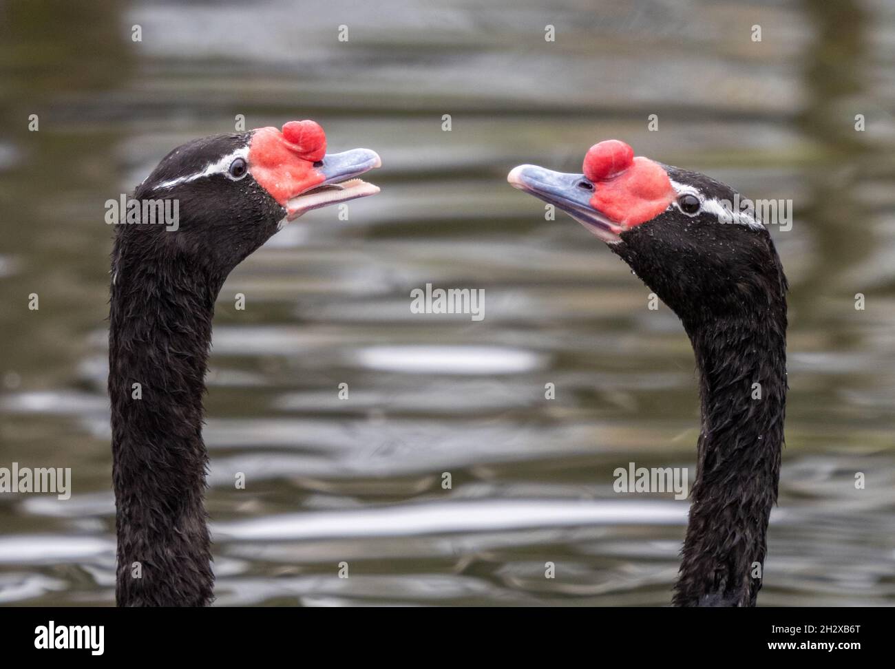 Bonding behaviour between a pair of South American Black-necked Swans at Slimbridge Wildlife and Wetlands Centre in Gloucestershire UK Stock Photo