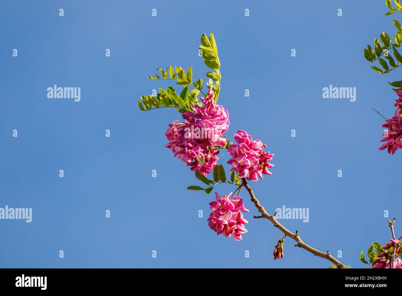 Close up shot of Robinia hispida flower blossom at Las Vegas, Nevada Stock Photo