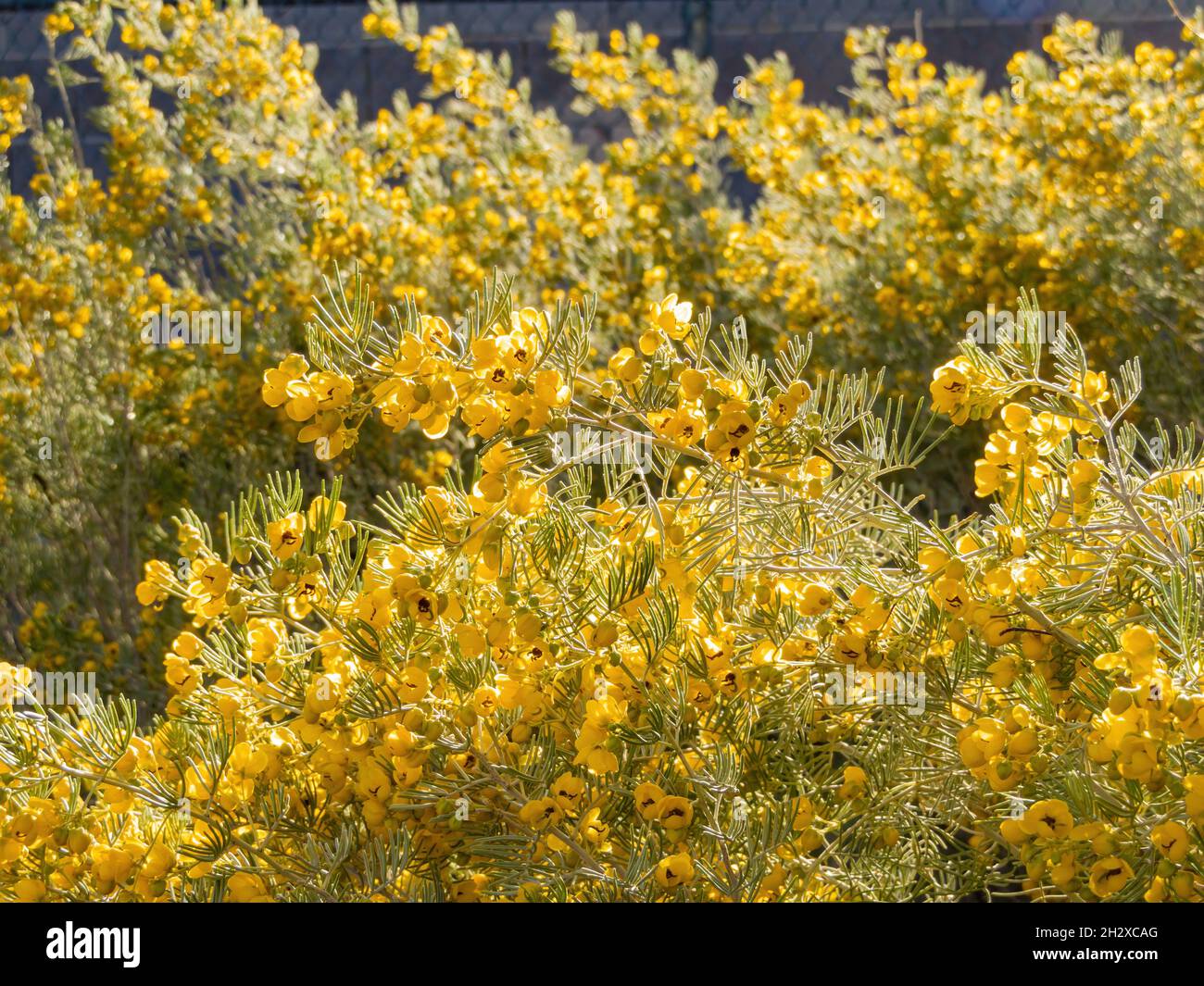 Close up of many Senna artemisioides blossom at Las Vegas, Nevada Stock Photo