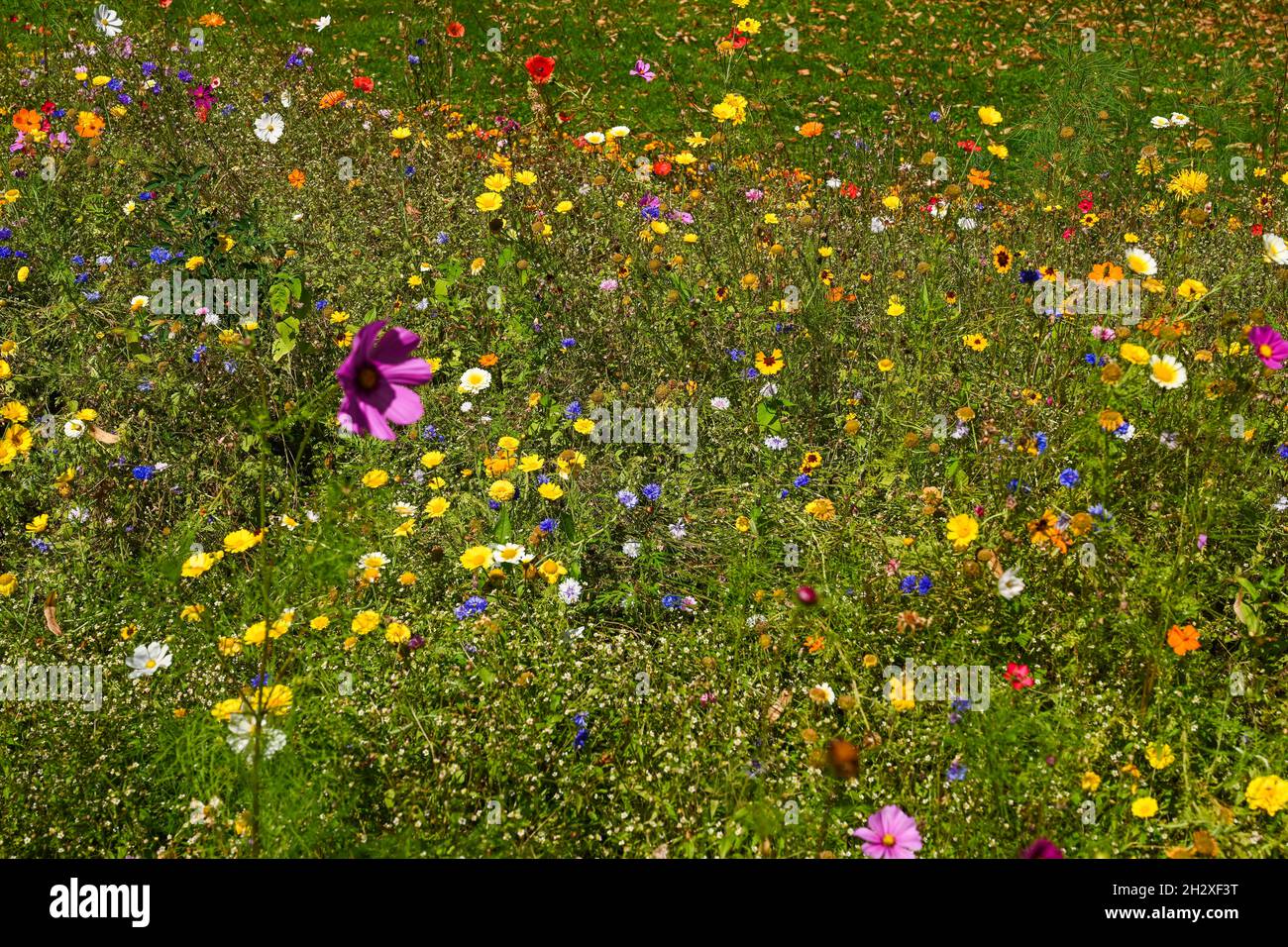Bunte Blumenwiese, Blüten, Vielfalt Stock Photo