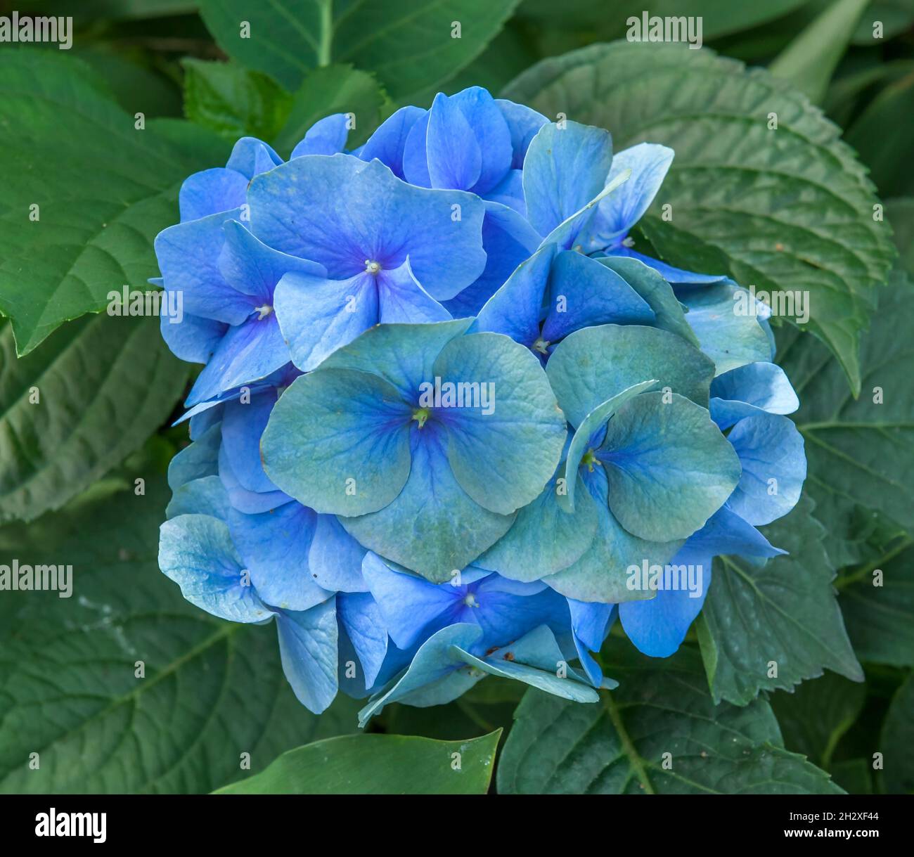 Blüte Blaue Hortensie Stock Photo